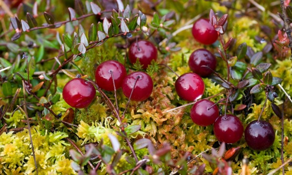 «Витаминная бомба»: названа ягода, замедляющая старение